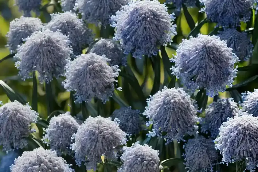 Blue star (amsonia tabernaemontana ‘storm cloud’) — photo 2