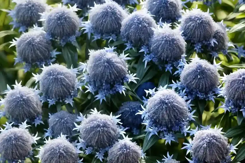 Blue star (amsonia tabernaemontana ‘storm cloud’) — photo 3