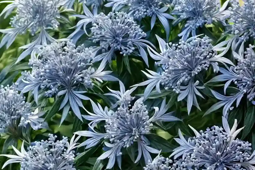 Blue star (amsonia tabernaemontana var. salicifolia) — photo 2
