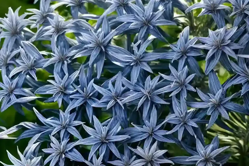 Blue star (amsonia tabernaemontana var. salicifolia) — photo 3