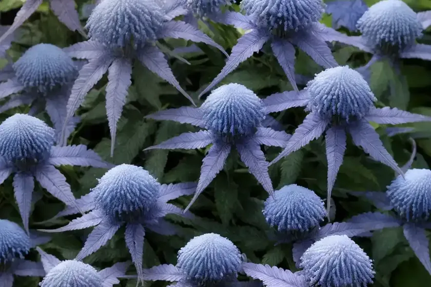 Bluebeard (caryopteris incana ‘dcarbeybar’ beyond pink’d) — photo 2