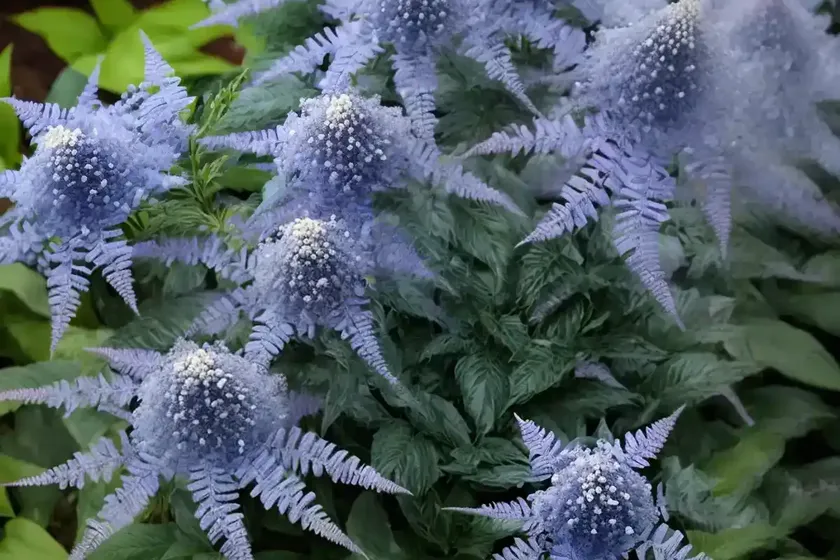 Bluebeard (caryopteris incana ‘dcarbeybar’ beyond pink’d) — photo 3