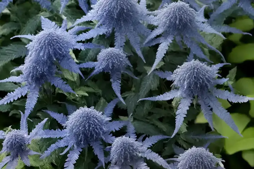 Bluebeard (caryopteris incana ‘dcarbeybar’ beyond pink’d)