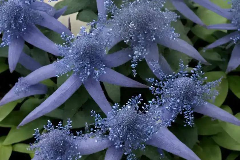 Bluebeard (caryopteris x clandonensis ‘blauer splatz’ sapphire surf) — photo 2