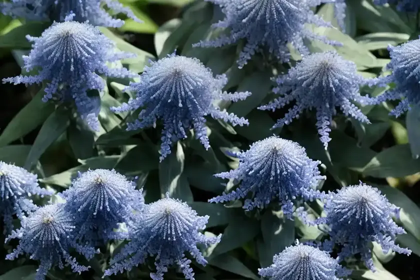 Bluebeard (caryopteris x clandonensis ‘blauer splatz’ sapphire surf) — photo 3