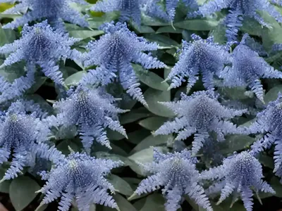 Bluebeard (Caryopteris X Clandonensis ‘Blauer Splatz’ SAPPHIRE SURF)