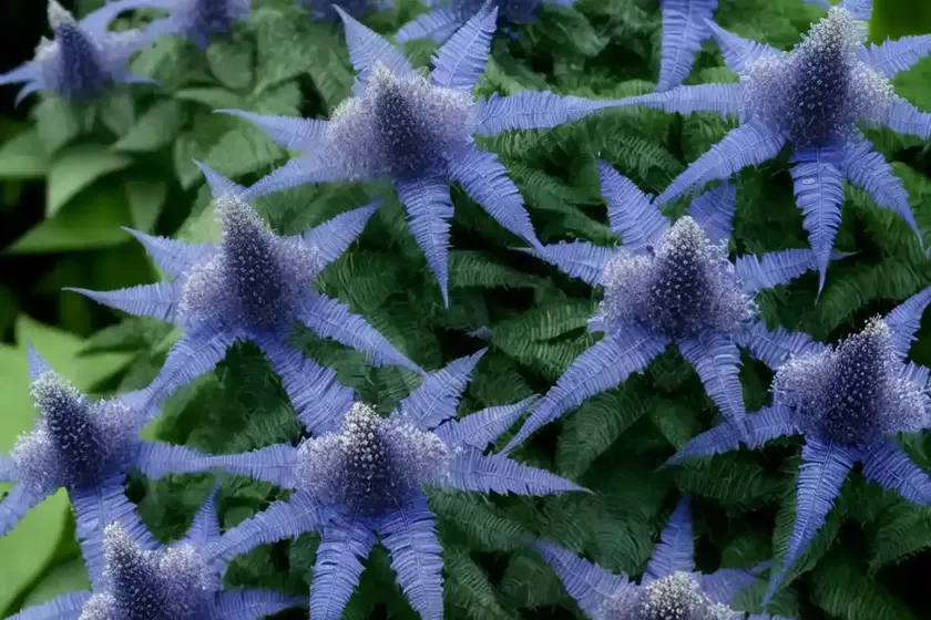 Bluebeard ‘dark knight’ caryopteris x clandonensis ‘dark knight’ (caryopteris x clandonensis ‘dark knight’) — photo 2