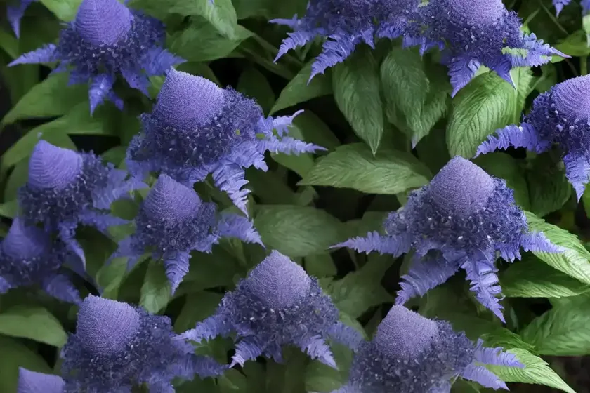 Bluebeard ‘dark knight’ caryopteris x clandonensis ‘dark knight’ (caryopteris x clandonensis ‘dark knight’) — photo 3
