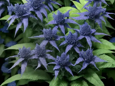 Bluebeard ‘dark Knight’ Caryopteris X Clandonensis ‘dark Knight’ (Caryopteris X Clandonensis ‘dark Knight’)