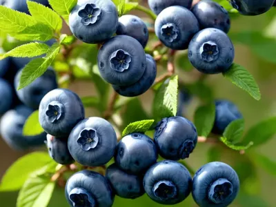 Blueberry Bush (Cyanococcus)