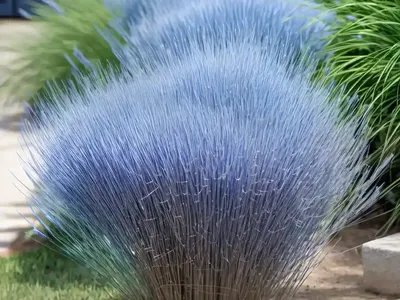 Bluestem (Andropogon Capillipes ‘Valdosta Blue’)
