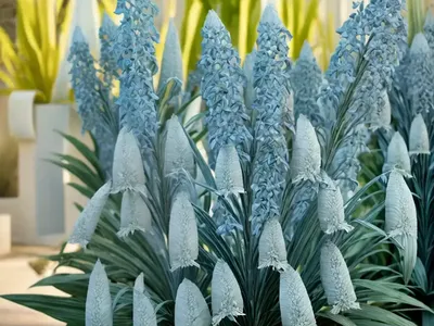 Bluestem Yucca (Yucca Guatemalensis)