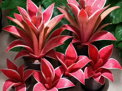 Blushing Bromeliad (Neoregelia Carolinae)
