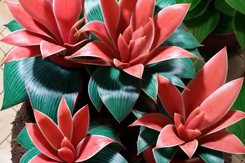 Blushing bromeliad (neoregelia carolinae f. tricolor) — photo 2