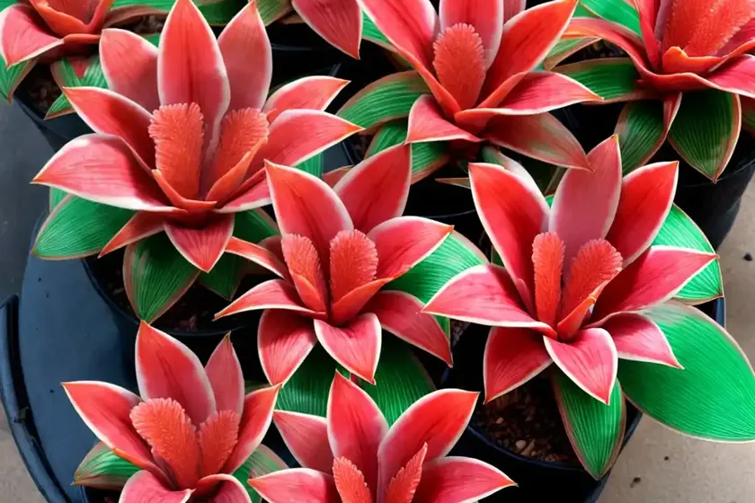 Blushing bromeliad (neoregelia carolinae f. tricolor) — photo 3