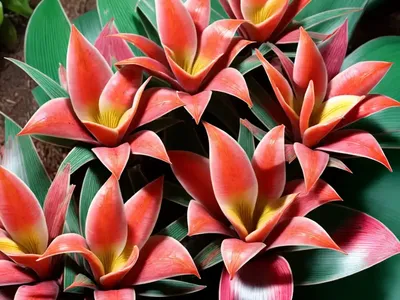 Blushing Bromeliad (Neoregelia Carolinae F. Tricolor)