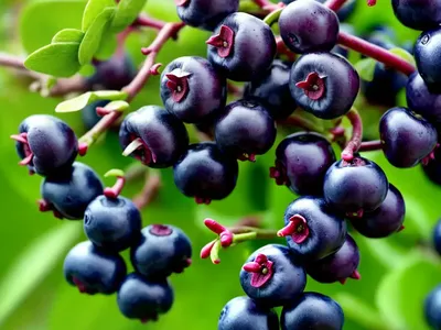 Bog Bilberry (Vaccinium Uliginosum)