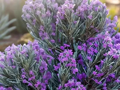 Bog-rosemary (Andromeda Polifolia)