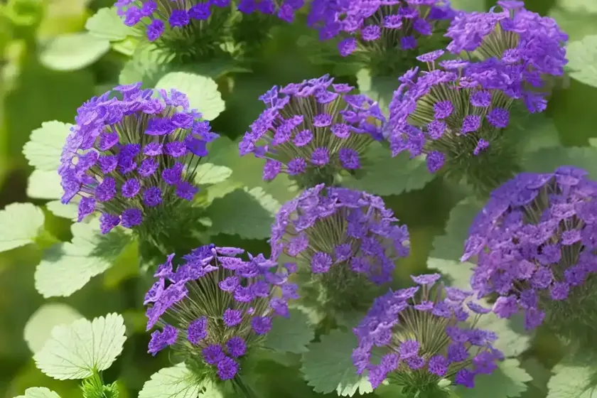 Bolander’s phacelia (phacelia bolanderi) — photo 2