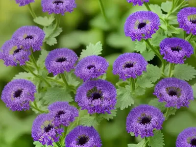 Bolander’s Phacelia (Phacelia Bolanderi)