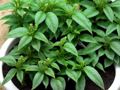 Bolivian Jew ‘bianca’ (Callisia Repens ‘bianca’)
