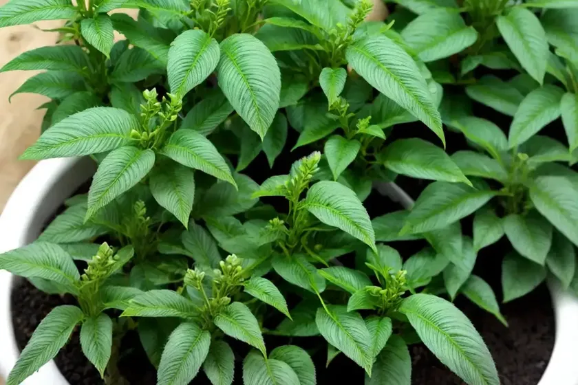 Bolivian jew ‘bianca’ (callisia repens ‘bianca’)