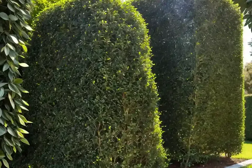 Border privet (ligustrum obtusifolium) — photo 2