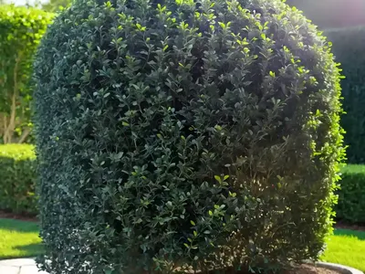Border Privet (Ligustrum Obtusifolium)