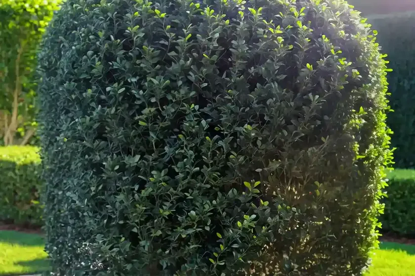 Border privet (ligustrum obtusifolium)