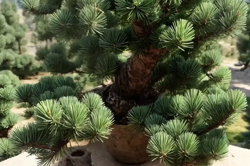 Bosnian Pine (Pinus Heldreichii) — photo 2