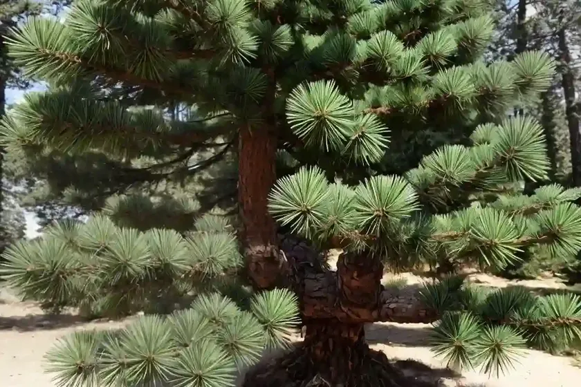 Bosnian Pine (Pinus Heldreichii) — photo 3