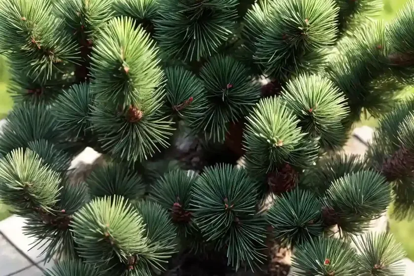 Bosnian Pine (Pinus Heldreichii ‘Malink’) — photo 2