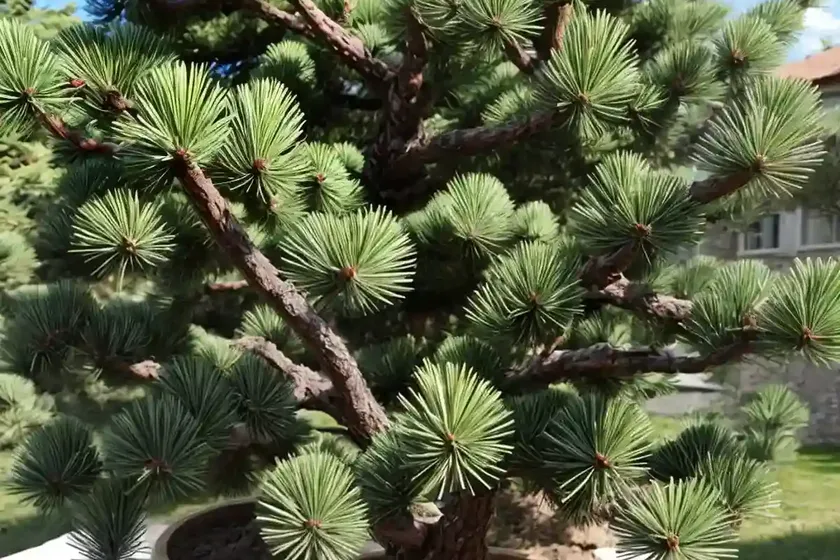 Bosnian Pine (Pinus Heldreichii ‘Malink’) — photo 3