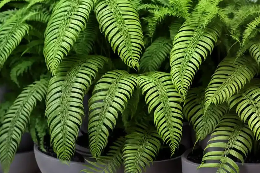 Boston Fern (Nephrolepis Exaltata) — photo 2
