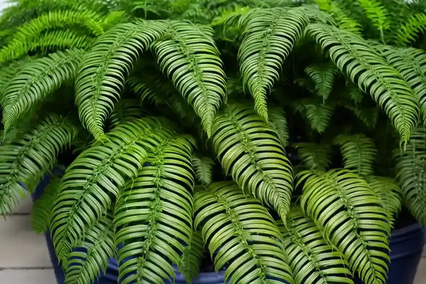Boston fern (nephrolepis exaltata) — photo 2