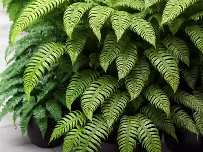 Boston Fern (Nephrolepis Exaltata)