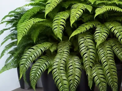 Boston Fern (Nephrolepis Exaltata)