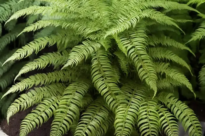 Boston fern (nephrolepis exaltata ‘bostoniensis’) — photo 3