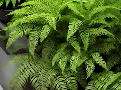 Boston Fern (Nephrolepis Exaltata ‘Bostoniensis’)