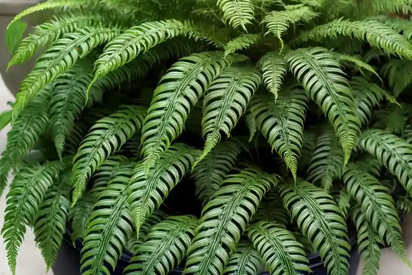 Boston fern (nephrolepis exaltata ‘tiger fern’) — photo 2