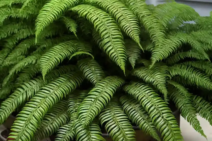 Boston fern (nephrolepis exaltata ‘tiger fern’) — photo 3