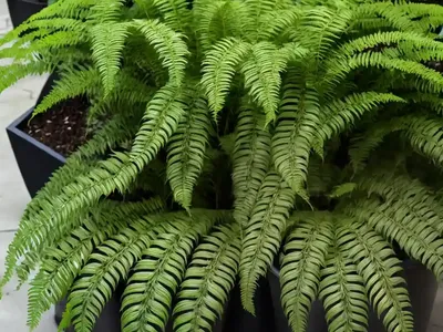 Boston Fern (Nephrolepis Exaltata ‘Tiger Fern’)