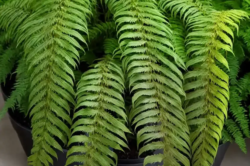 Boston fern tiger fern (nephrolepis exaltata) — photo 2