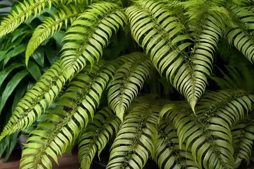 Boston fern tiger fern (nephrolepis exaltata) — photo 3