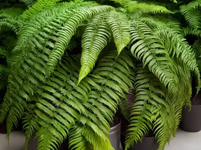 Tiger Fern (Nephrolepis exaltata) Care Guide