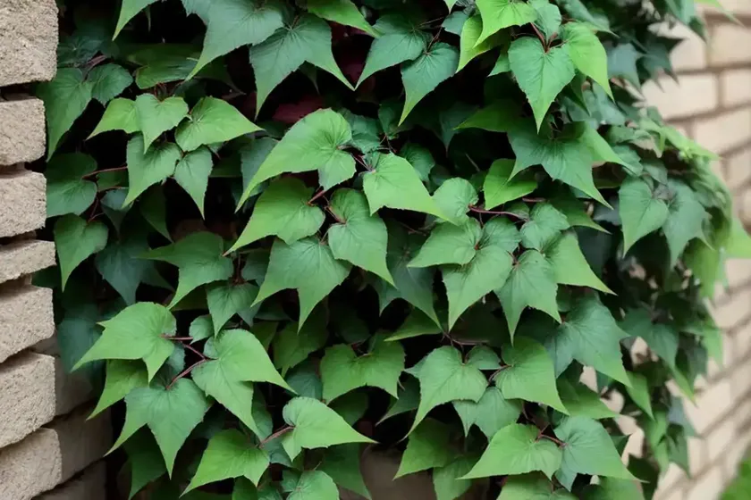 Boston-ivy (parthenocissus tricuspidata) — photo 2