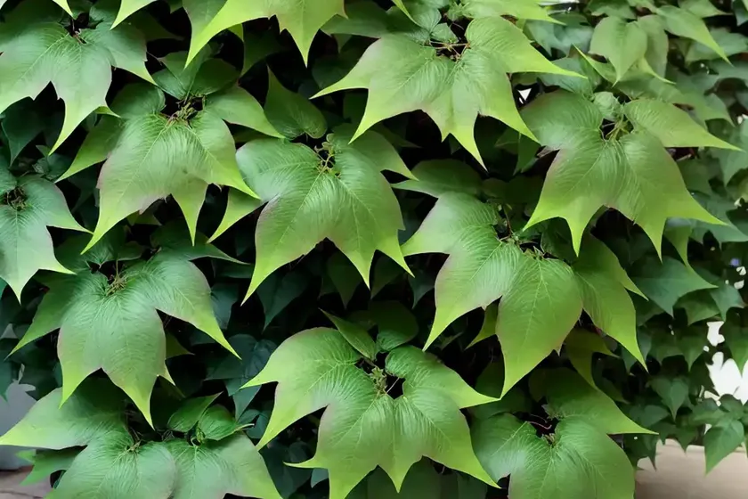 Boston-ivy (parthenocissus tricuspidata) — photo 3