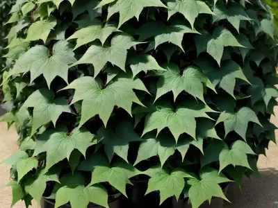 Boston-ivy (Parthenocissus Tricuspidata)