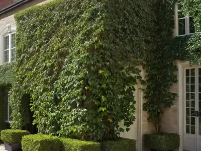 Boston Ivy (Parthenocissus Tricuspidata)