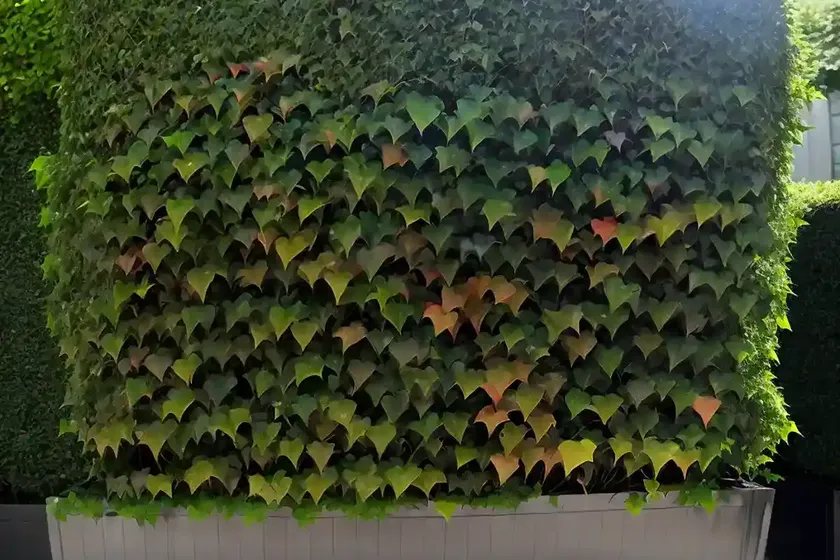 Boston ivy (parthenocissus tricuspidata ‘ginza lights’) — photo 2